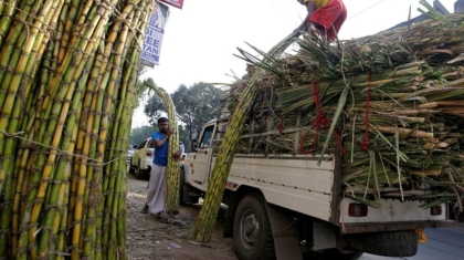 india-sugar-cane