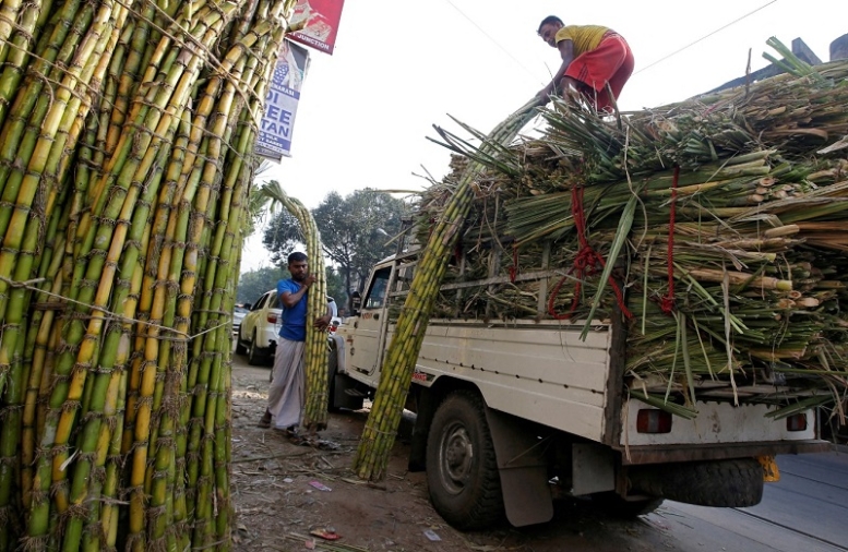 india-sugar-cane