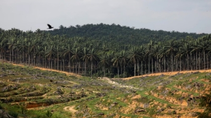 kelapa-sawit-tebang-hutan