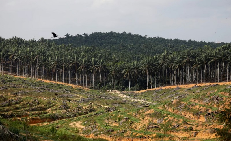 kelapa-sawit-tebang-hutan