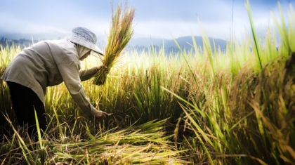 paddy-japan