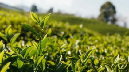 tea-sri-lanka-e1708608722876