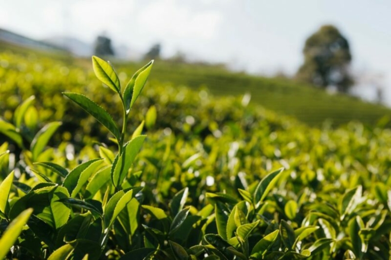 tea-sri-lanka-e1708608722876